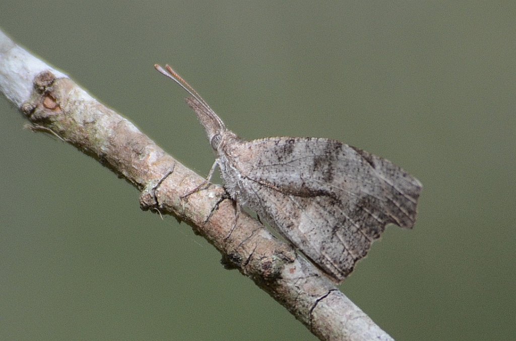 005 2012-12311807 Sabal Palm Sanctuary, TX.JPG - American Snout - Libytheana carinenta. Butterfly. Sabal Palm Sanctuary, TX, 12-31-2012